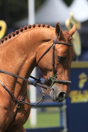 Horse Times Egypt: Equestrian Magazine :Articles :Horses In Focus Series Featuring Some Of The Star Horses On The GCT Circuit