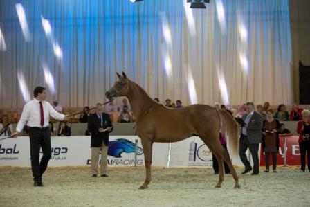 Horse Times Egypt: Equestrian Magazine :Articles :Ninth Dubai International Horse Fair Enhances Trade Opportunities For Equestrian Industry