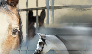 Horse Times Egypt: Equestrian Magazine :Articles :20TH ANNIVERSARY - LEGAL + MEDICAL