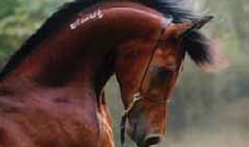 Horse Times Egypt: Equestrian Magazine :Articles :A Breeding Philosophy: interview with Wigdan El Barbary