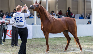 Horse Times Egypt: Equestrian Magazine :Articles :A CHERISHED TRADITION THE 20TH ANNIVERSARY OF THE EAO’S EL ZAHRAA CHAMPIONSHIPS