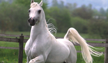 Horse Times Egypt: Equestrian Magazine :Articles :Albadeia Arabian Horse Stud: interview with Dr. Nasr Marei