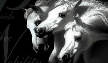 Horse Times Egypt: Equestrian Magazine :Articles :Arabian Passion Equestrian Exhibition