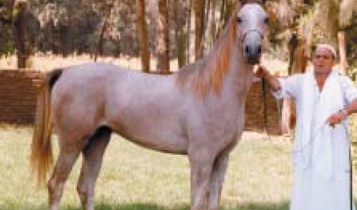Horse Times Egypt: Equestrian Magazine :Articles :Badrawi Stables - Aquire 'Wagd'