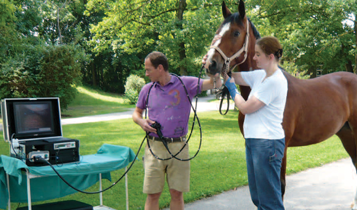 Horse Times Egypt: Equestrian Magazine :Articles :Equine Gastric Ulcer Syndrome Performance Killer Part 1