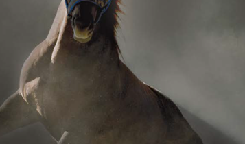 Horse Times Egypt: Equestrian Magazine :Articles :FEI DOPING CASES