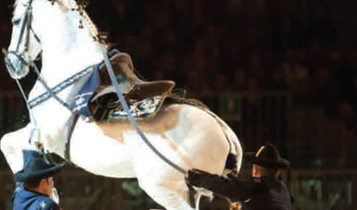 Horse Times Egypt: Equestrian Magazine :Articles :Fieracavalli International Horse  Festival