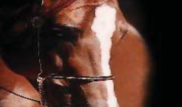 Horse Times Egypt: Equestrian Magazine :Articles :Brief History of the Egyptian Arabian horse