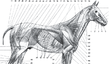 Horse Times Egypt: Equestrian Magazine :Articles :How to Be a Trainer (Part 1)