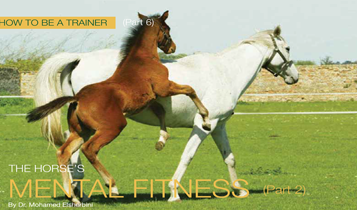 Horse Times Egypt: Equestrian Magazine :Articles :How to be a Trainer (Part 6 B): The Horse's Mental Fitness (Part 2)