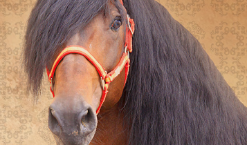 Horse Times Egypt: Equestrian Magazine :Articles :IT’S SHOWTIME! THE INAUGURAL ANDALUSIAN WORLD CUP IN LAS VEGAS!