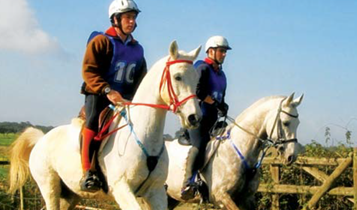 Horse Times Egypt: Equestrian Magazine :Articles :MEDICAL INVESTIGATING POOR PERFORMANCE WITH FIELD EXERCISE TRAINING