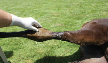 Horse Times Egypt: Equestrian Magazine :Articles :Non-Invasive Treatment Of Joint Problems (Part 1)