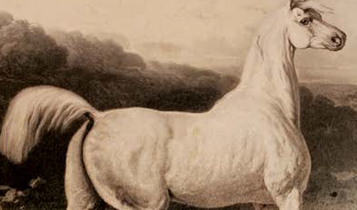 Horse Times Egypt: Equestrian Magazine :Articles :ORIENTALISM AND THE ARABIAN HORSE PART V ALFRED DE DREUX