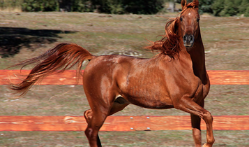 Horse Times Egypt: Equestrian Magazine :Articles :PHOTOGRAPHER JUAN ZAMORA