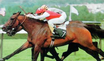 Horse Times Egypt: Equestrian Magazine :Articles :Racing at the Gezira Sporting Club