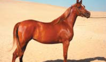 Horse Times Egypt: Equestrian Magazine :Articles :Rahim Egyptian Arabians, the legacy of kings