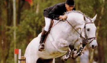 Horse Times Egypt: Equestrian Magazine :Articles :Sport Horse Breeding Magazine Presents Cero