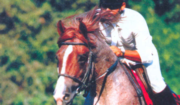 Horse Times Egypt: Equestrian Magazine :Articles :Stallion Equestrian Center