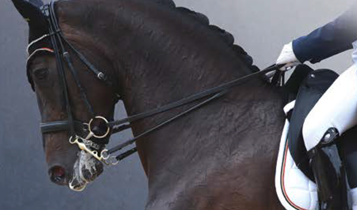 Horse Times Egypt: Equestrian Magazine :Articles :THE ART OF CLASSICAL DRESSAGE: COLLECTION