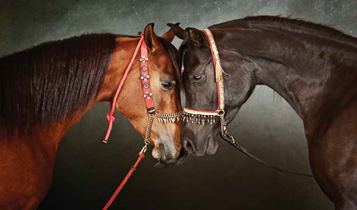 Horse Times Egypt: Equestrian Magazine :Articles :TARIQ DAJANI’S ASIL: PHOTOGRAPHIC STUDIES OF THE PUREBRED ARABIAN HORSE
