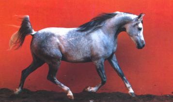 Horse Times Egypt: Equestrian Magazine :Articles :The Classic Arabian 2: Movement