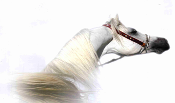 Horse Times Egypt: Equestrian Magazine :Articles :The Classic Arabian 3: Head & Neck