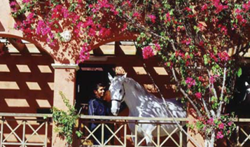 Horse Times Egypt: Equestrian Magazine :Articles :The Hilton King's Ranch…A Riding Paradise!
