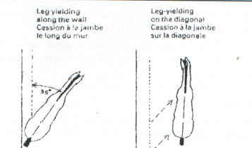 Horse Times Egypt: Equestrian Magazine :Articles :Tips Vet, Dressage & Show Jumping