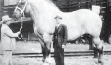 Horse Times Egypt: Equestrian Magazine :Articles :Training Right From the Start