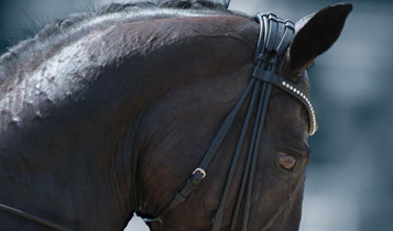 Horse Times Egypt: Equestrian Magazine :Articles :TRAINING TIPS THE HORSE WORLD OF NOSEBANDS