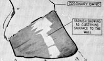 Horse Times Egypt: Equestrian Magazine :Articles :Understanding the Horse's Hooves