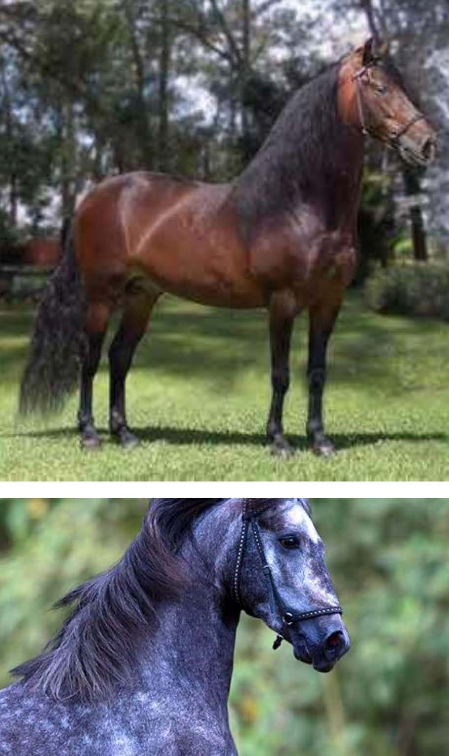 Horse Times Egypt: Equestrian Magazine :News :COLOMBIAN HORSE