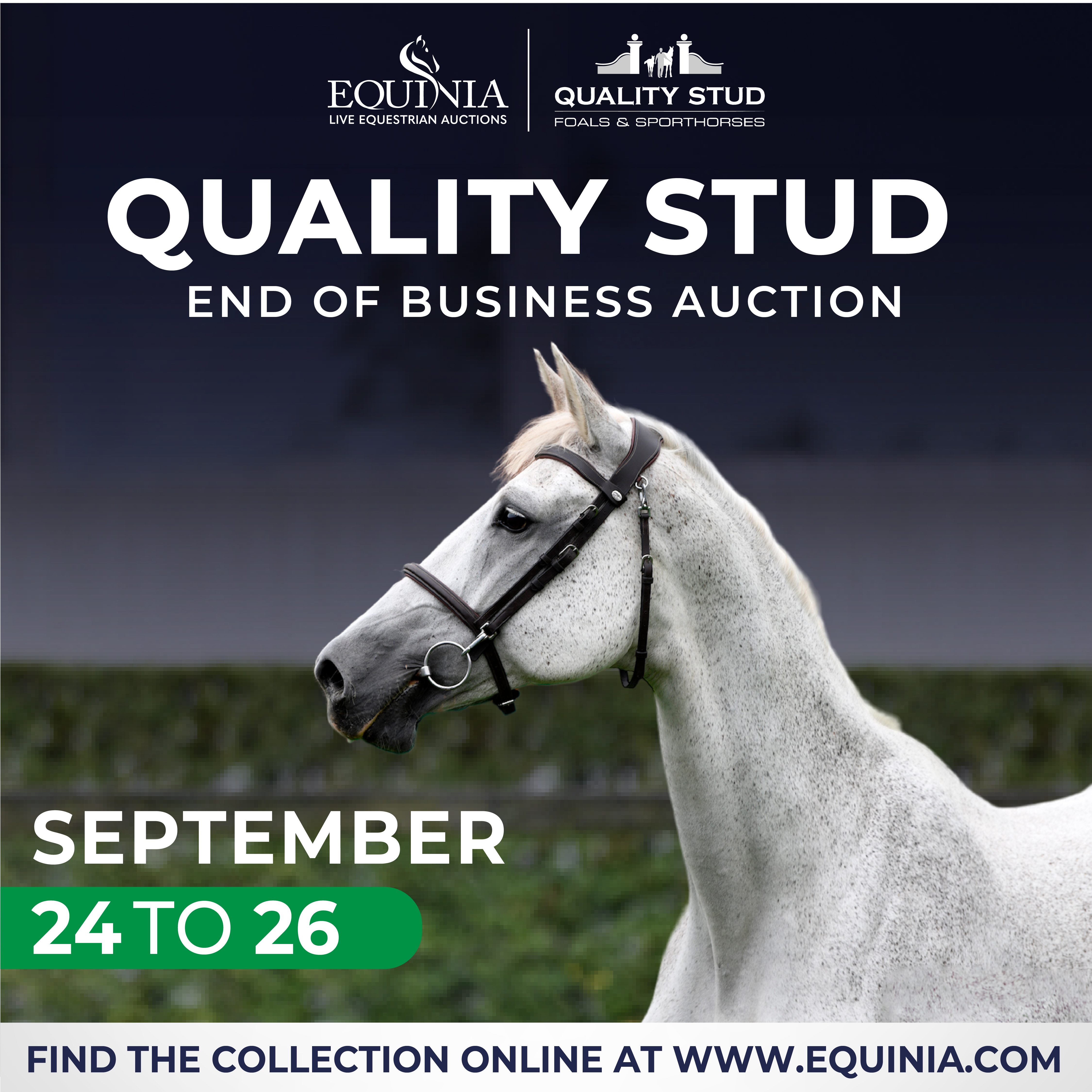 Horse Times Egypt: Equestrian Magazine :News :Quality Stud - End of Business - Auction from September 24th to 26th