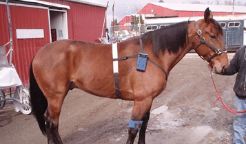 Horse Times Egypt: Equestrian Magazine :Articles :MEDICAL  AZOTURIA, ALSO KNOWS EQUINE RHABDOMYOLYSIS SYNDROME (ERS)