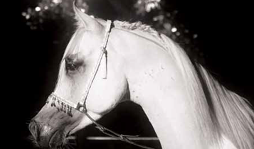 Horse Times Egypt: Equestrian Magazine :Articles :Al Sharbatly Stud A Labour Of Love