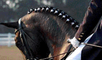 Horse Times Egypt: Equestrian Magazine :Articles :DRESSAGE IN EGYPT: A GROWING DISCIPLINE