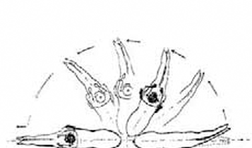 Horse Times Egypt: Equestrian Magazine :Articles :Dressage: Turn on the Haunches