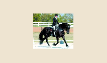 Horse Times Egypt: Equestrian Magazine :Articles :Collection in Dressage