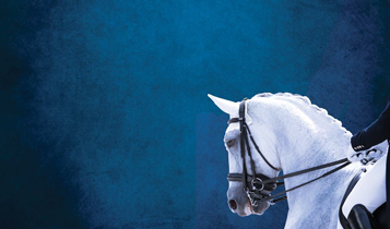 Horse Times Egypt: Equestrian Magazine :Articles :EQUINE SUPPORT INTERNATIONAL - BE AS GOOD AS A DUTCH OLYMPIC RIDER: PART 1