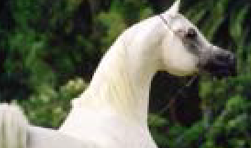 Horse Times Egypt: Equestrian Magazine :Articles :Egyptian Arabian Stallion Directory