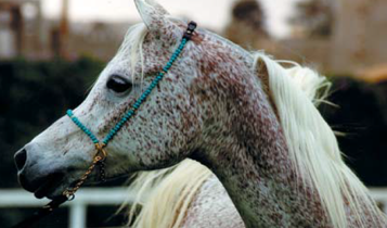 Horse Times Egypt: Equestrian Magazine :Articles :Rahim Egyptian Arabians, the legacy of kings