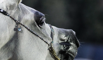 Horse Times Egypt: Equestrian Magazine :Articles :EL ZAHRAA EXPERIENCE AN IMPRESSION OF THE 2013 CHAMPIONSHIPS