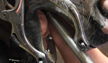 Horse Times Egypt: Equestrian Magazine :Articles :HORSE TEETH FLOATING