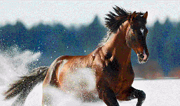 Horse Times Egypt: Equestrian Magazine :Articles :HOW TO GET YOUR HORSE WINTER-READY? 