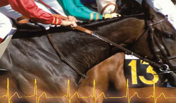 Horse Times Egypt: Equestrian Magazine :Articles :Heart Rate Variability
