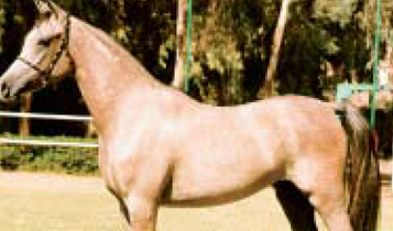 Horse Times Egypt: Equestrian Magazine :Articles :The Egyptian Agricultural Organisation (EAO) Al Zahraa 1998 Championship Results