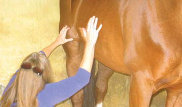 Horse Times Egypt: Equestrian Magazine :Articles :HOLISTIC HEALTH FOR HORSES & THEIR RIDERS WITH HORSE HEAL (PART 2)