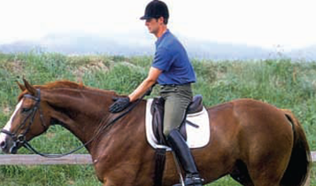 Horse Times Egypt: Equestrian Magazine :Articles :How To Be A Trainer Part 8