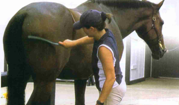 Horse Times Egypt: Equestrian Magazine :Articles :How to be a Trainer (Part 4 A): Horse Maintenance (Part 1)